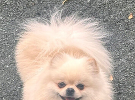Teddy Pomeranian white boy