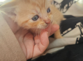 1 ragdoll cross boy needing loving home
