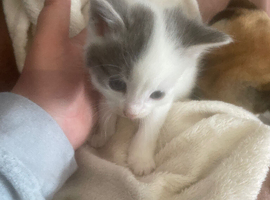 4 beautiful kittens