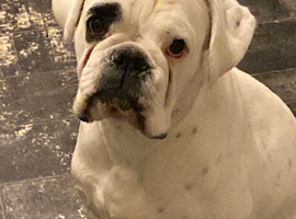 Boxer girl