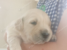 Golden retriever puppies KC reg