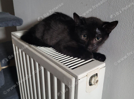 For sale 1 male mixed short haired Norwegian Forest Kitten