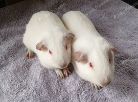 Lovely Baby Brothers