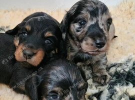 Miniature long hair dachshund puppies for sale.