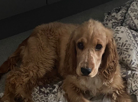 Kg reg female show cocker spaniel
