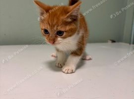 Kittens ready to go