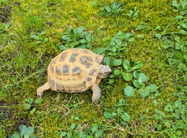 Herman's tortoise with a vivarium