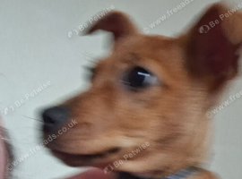 Lovely 1 year old 1Jack Russell for sale/rehome