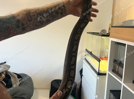 Dwarf Reticulated python