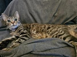 2 girl kittens for sale