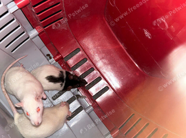 3 female rats