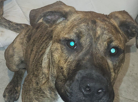 German shepard cross mastiff