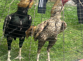Quality Pakistan roosters