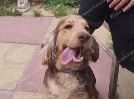 Beautiful cocker spaniel