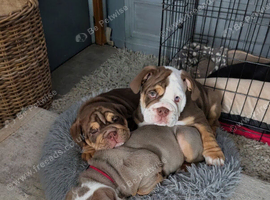 New English Bulldog