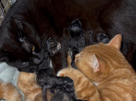 Kittens