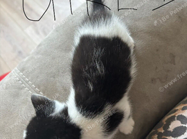 6 beautiful kittens