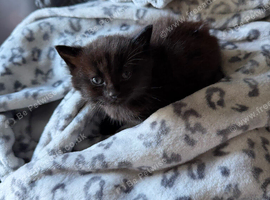 Girl Kitten in Darlington