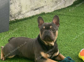 French bulldog STUD