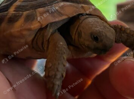 Hermanns Tortoise Hatchlings for Sale