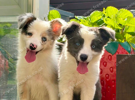 Stunning border collie pups