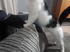 2 year old cat