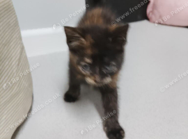Kittens