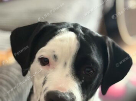 Gorgeous 6 month old male staff cross olde English bulldog