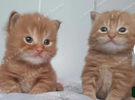 2x ginger boys