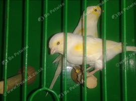 Gold mosaic cock birds