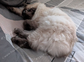 Sad rehome for my female ragdoll