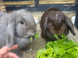 X2 female mini lops 6months old