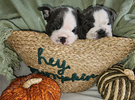 English Bulldog Puppies &ndash; 1 Male & 1 Female
