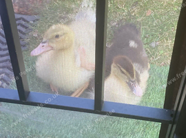Duckling