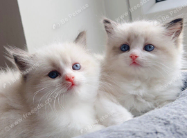 Beautiful pure ragdoll kittens (2 females)left