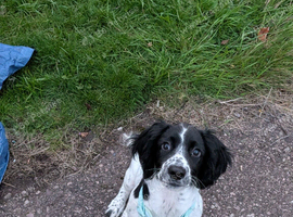 Beautiful KC registered springer spaniel female