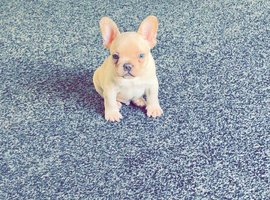 French bulldog