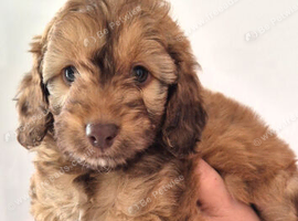 2 COCKAPOO BOYS LEFT READY TO LEAVE THIS WEEKEND