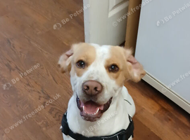 Beagle x spaniel
