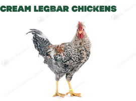 Cream legbar cockerel wanted