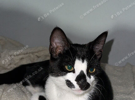 Female Cat For sale.
