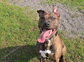 Loving 2 year old lennie