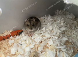 Russian dwarf hamster