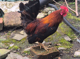 Serama cockeral 6 month old