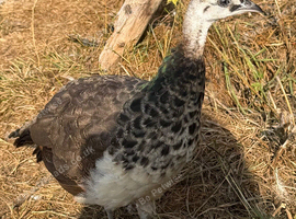 Peafowl for sale