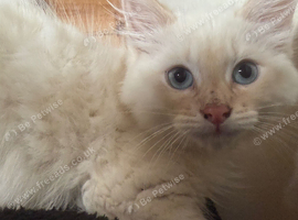 Ragdolls mum & kitties lilac lynx tortie 10 weeks & 17 months