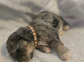Merle cavapoochons