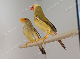 Priven pair of Pied star finches