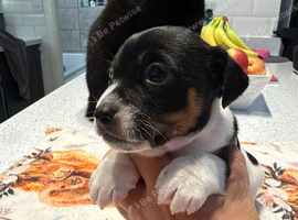 Jack Russell puppies
