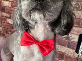 Stunning boy for stud